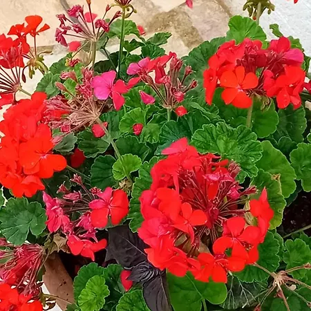 شقة Alfio كساميل