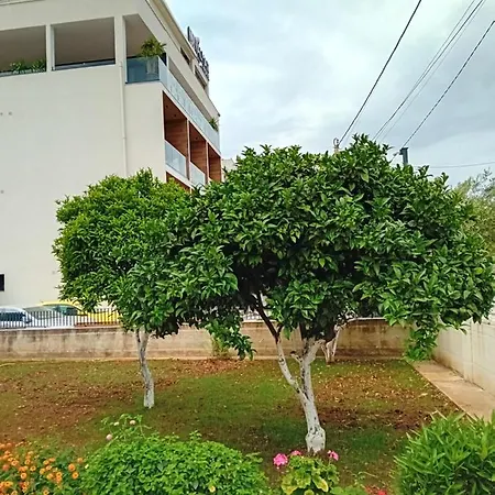 Fredi Muça *
