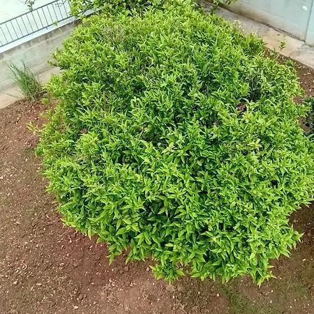 Appartement Fredi Muça