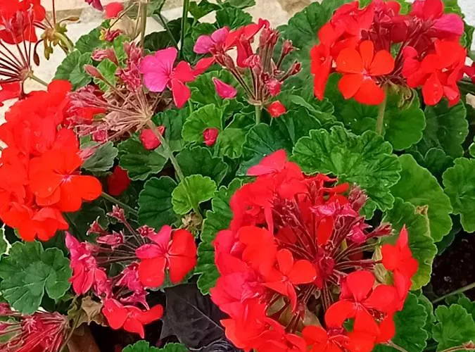 Apartamento Alfio Ksamil